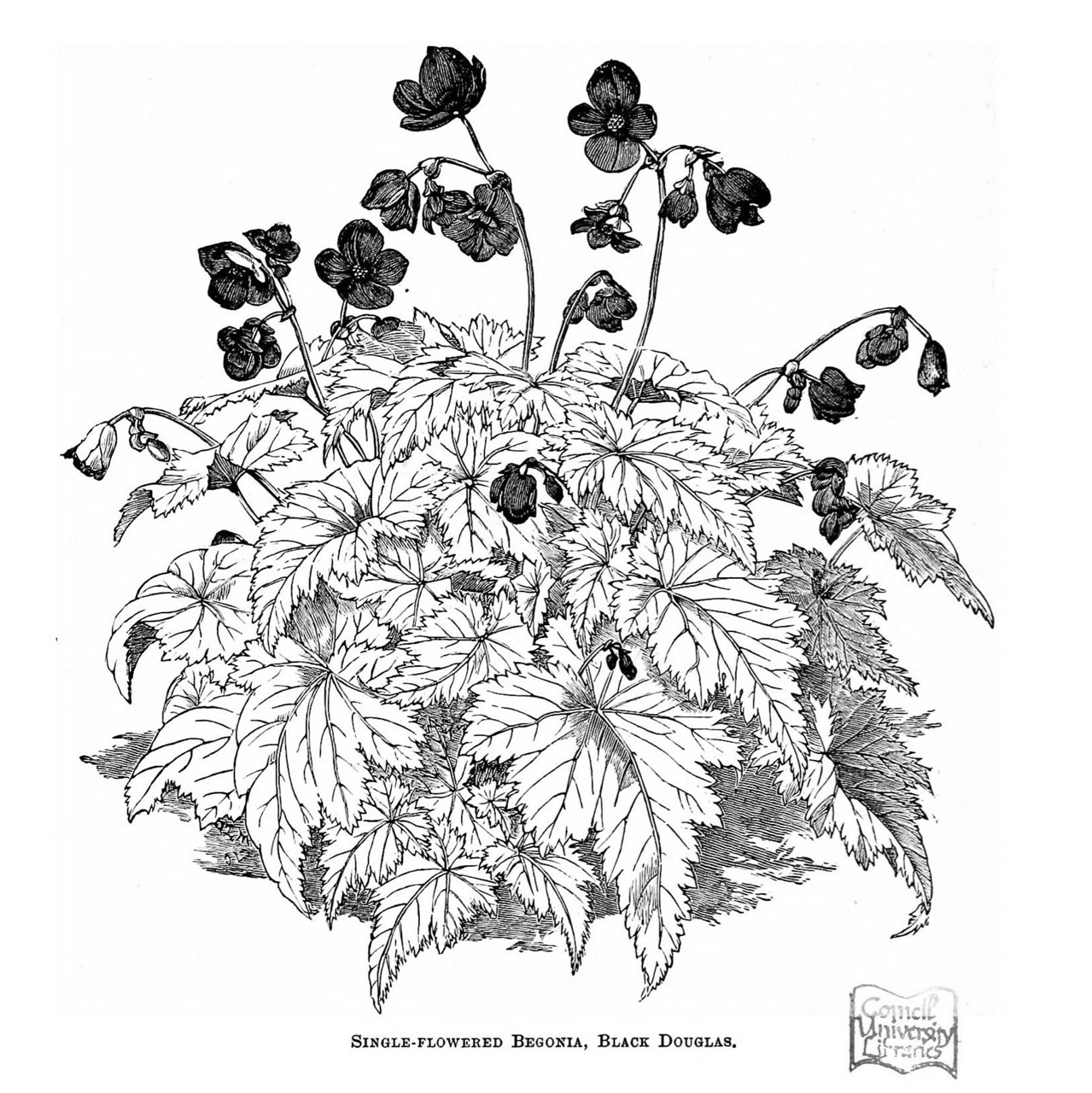 B. ‘Black Douglas’